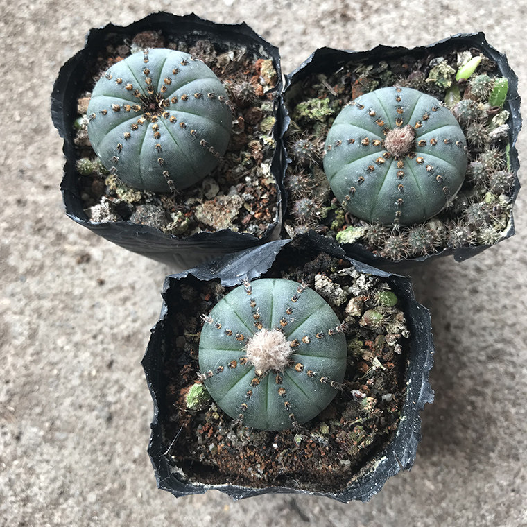 艳肌士童开花仙人球易开花属实