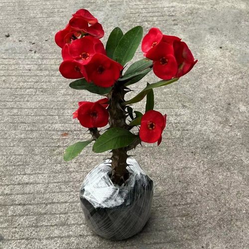办公室容易办公室虎刺梅