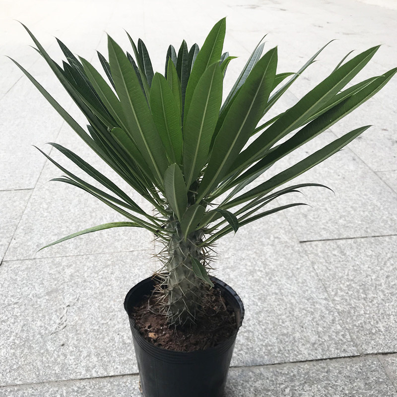 大型非洲霸王树植物盆栽棒槌树盆栽耐干旱开花植物多肉净化空气