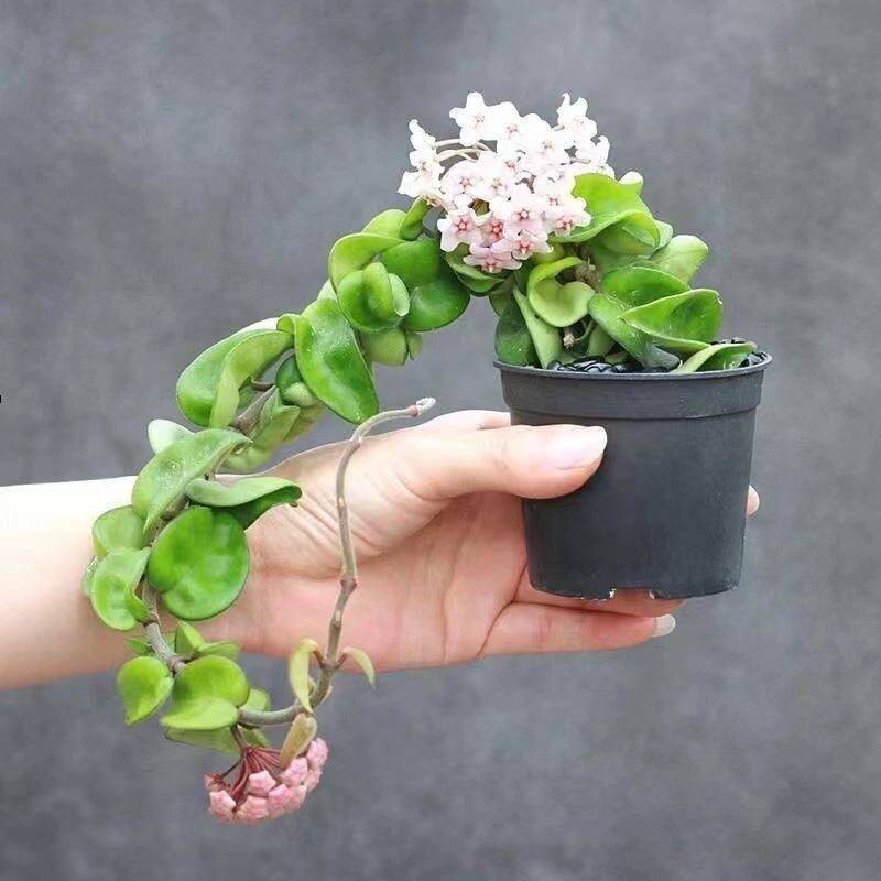 卷叶球兰稀有多肉植物爬藤垂吊植物办公室内阳台绿植花卉盆栽桌面