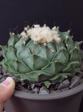 实生帝冠仙人球稀有莲花状中国四大名球会开花仙人掌科盆栽防辐射