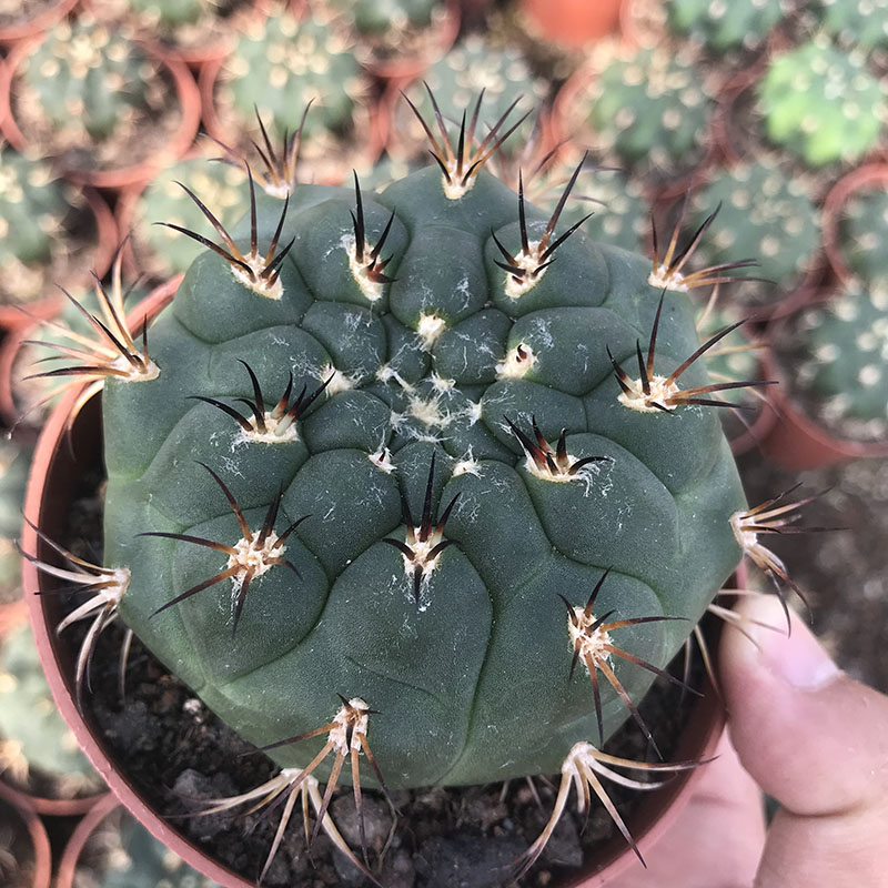 易养大颗实生新世界仙人球开复色球体纹理精美多肉植物防辐射盆栽