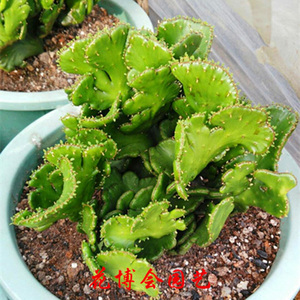 【花博会_彭珊瑚缀化】特价多肉植物 光棍树 大戟科属 满就包邮