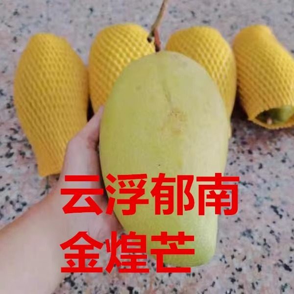 夏2026正宗郁南河口金煌芒整箱水果云浮特产现摘芒果10斤整箱包邮