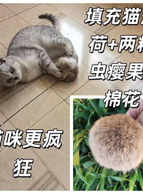 宠物丰容皮毛猫薄荷版兔毛毛球真动物毛毛球猫咪丰容闻嗅玩具迷你