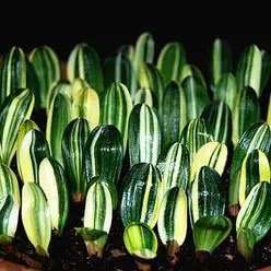 长春君子兰精品超值爆款盆栽植物客厅阳台办公桌净化空气绿植彩兰