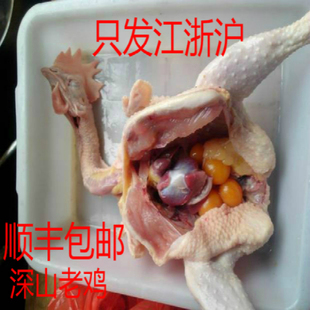 深山散养老母鸡土鸡老人儿童天然营养品