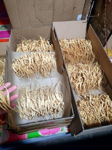 原图无美颜长白山林下山参打粉料煮水煮茶经济实惠自用参农直发
