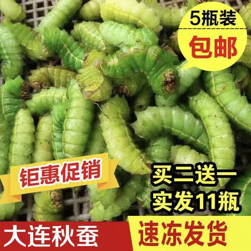 东北野生大青蚕大绿蚕蚕丝蚕