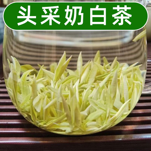 2026新茶【熊猫奶白茶】特级奶白茶黄金芽奶香安吉白茶罐装礼盒装