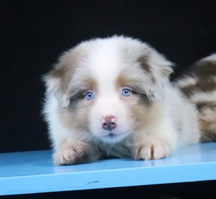 边牧幼犬纯种活体三色丁香红陨石宠物狗宁波CKU双血统边境牧羊犬