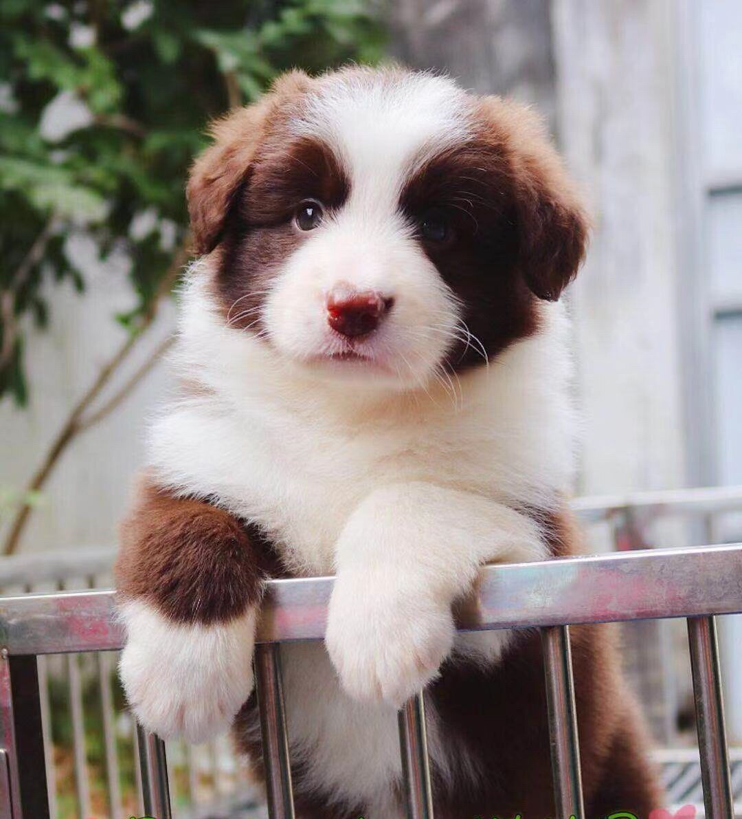 边牧幼犬纯种活体巧克力咖啡色边牧宠物宁波cku双血统边境牧羊犬