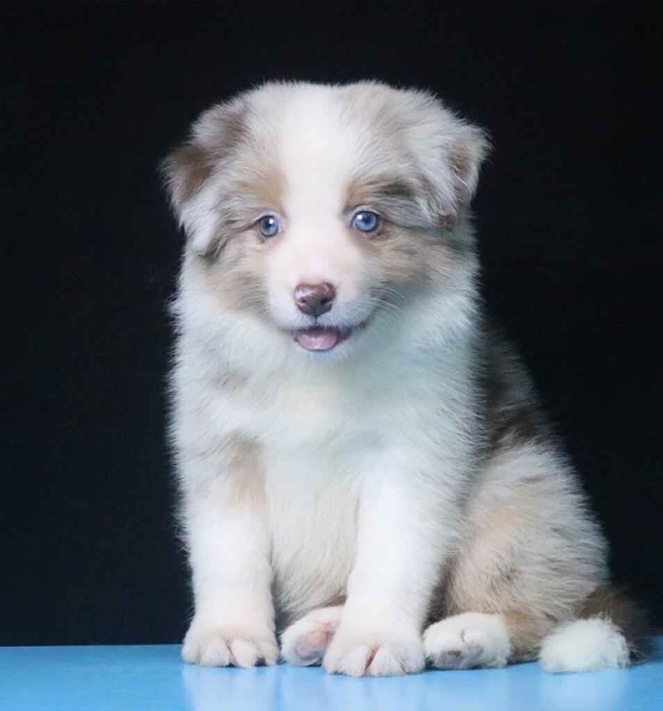 边牧幼犬纯种活体三色丁香红陨石宠物狗宁波cku双血统边境牧羊犬