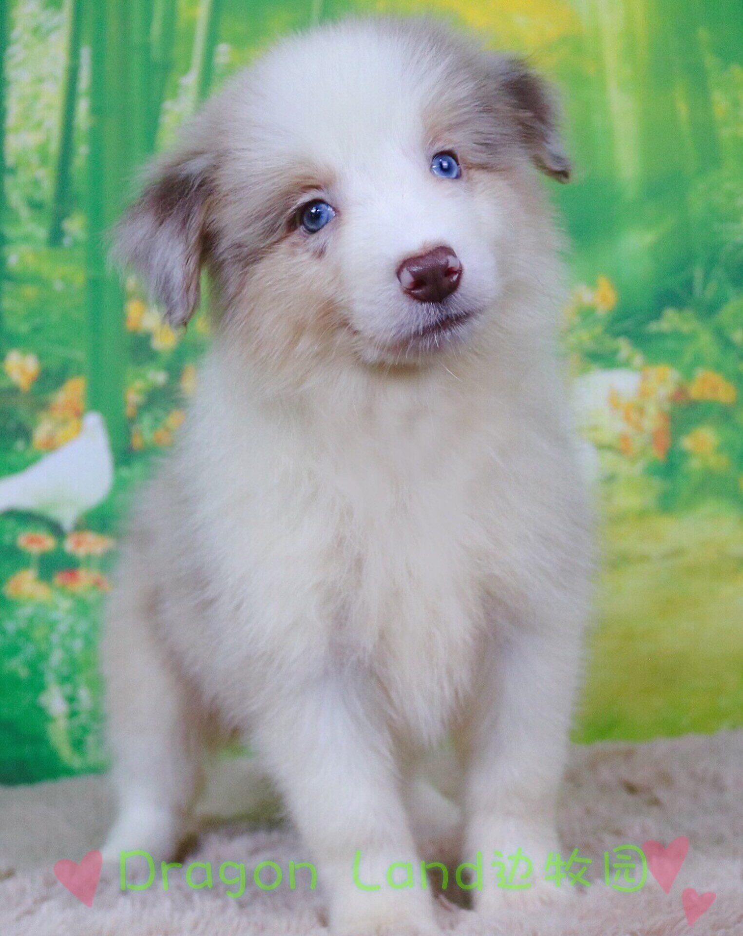 边牧红陨石三色边牧幼犬双血统边境牧羊犬幼犬边牧活体牧羊犬宠物