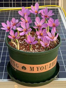 药用食用藏红花大种球西红花种子观赏番红花四季秋冬盆栽耐寒花卉