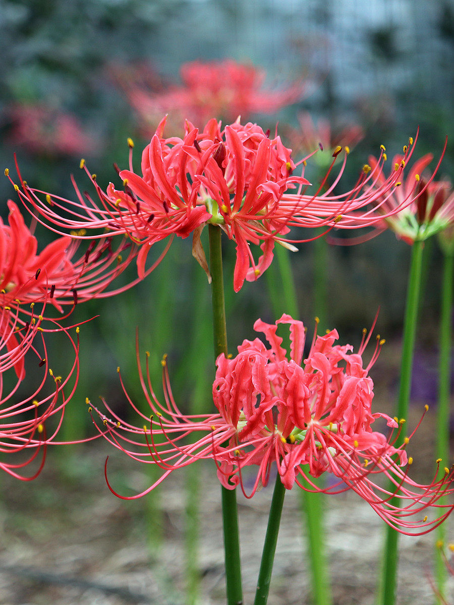 10颗彼岸花种球曼珠沙华石蒜种子盆栽耐寒忽地笑种球植物开花花卉