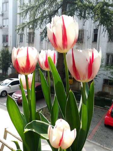 3颗郁金香大种球荷兰进口四季好活水培土养阳台盆栽耐寒百合花卉