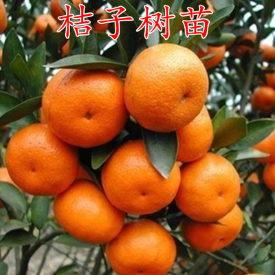 盆栽地栽庭院带果橘子树金桔苗