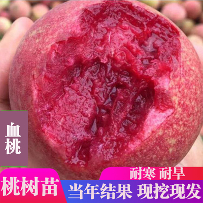 桃树果苗特大早熟南北方血桃嫁接苗蟠桃树盆栽矮化果树苗四季种植