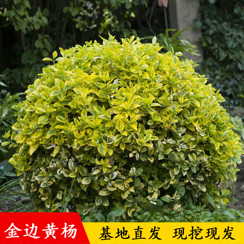金边黄杨球观叶金边冬青苗庭院绿化四季常青篱笆植物花叶冬青树苗