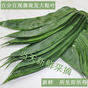 粽叶新鲜现摘免邮宽大无添加干叶天然包粽子叶子大号麻竹叶100张