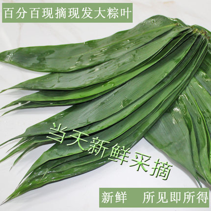 粽叶新鲜现摘免邮宽大无添加干叶天然包粽子叶子大号麻竹叶100张