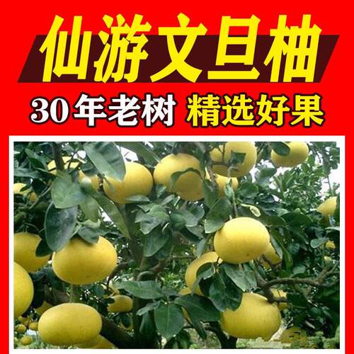 福建度尾文旦柚度尾文旦柚