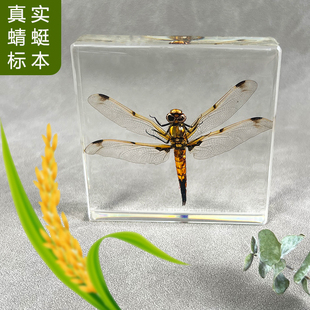 蜻蜓标本琥珀原虫真昆虫科普教学观察收藏品摆件儿童生日礼物手作