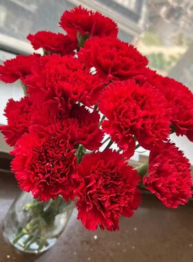 云南康乃馨女神节礼物鲜花发顺丰
