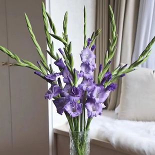 剑兰鲜花云南昆明基地直发家庭水养鲜切花婚庆办公室插花节日礼物