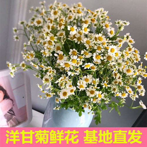 云南昆明洋甘菊鲜花基地直发小菊