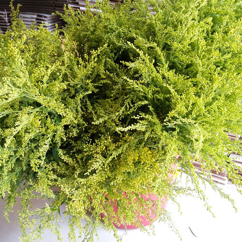 【鲜花配草】鲜花配草玫瑰花黄莺康乃馨搭配配花黄莺草基地直发