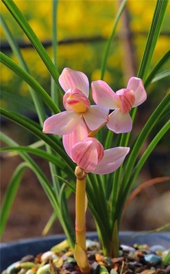 兰花苗莲瓣兰【粉荷】组培硬化一年半  花开浓香绿植盆栽好养