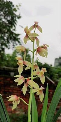 秋榜名品【碧月】硬化一年  开花香开品正