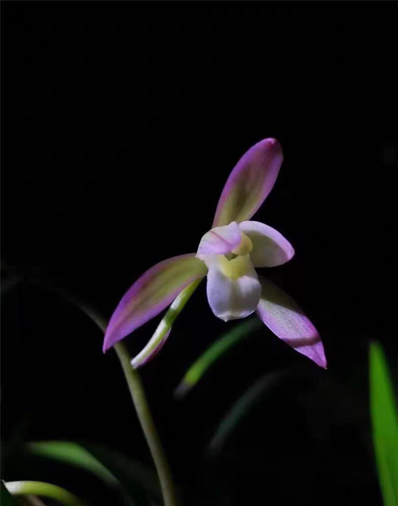兰花苗建兰名品【荷塘月色】硬化一年半  白彩浓香花室内花卉绿植
