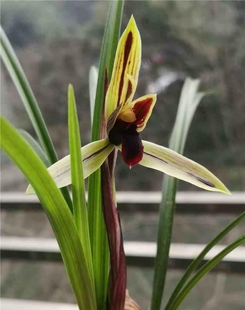 兰花苗春兰黑素【包公魂】  香味浓郁室内花卉绿植好养