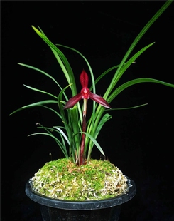 兰花苗春兰名品【娄山红】硬化一年 浓香室内花卉绿植好养易活