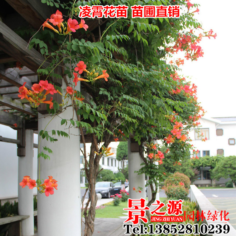 多花凌霄花树爬藤凌霄树苗炮仗花树苗屋顶盆栽花园庭院攀援