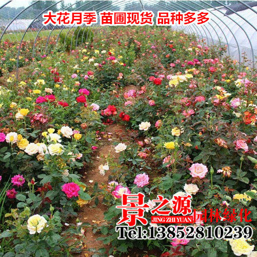 大花月季 品种花苗 欧月当年开花室内外盆栽花卉 观花植物保成活