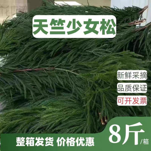 8斤装天竺少女松树枝花材