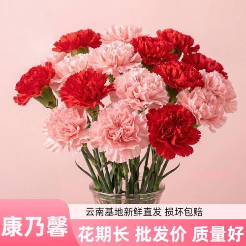 顺丰包邮康乃馨母亲节花束鲜花
