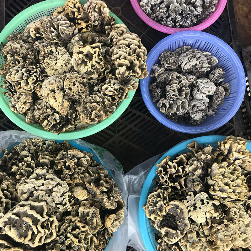 野生菌干巴菌云南特产野生干巴菌图片