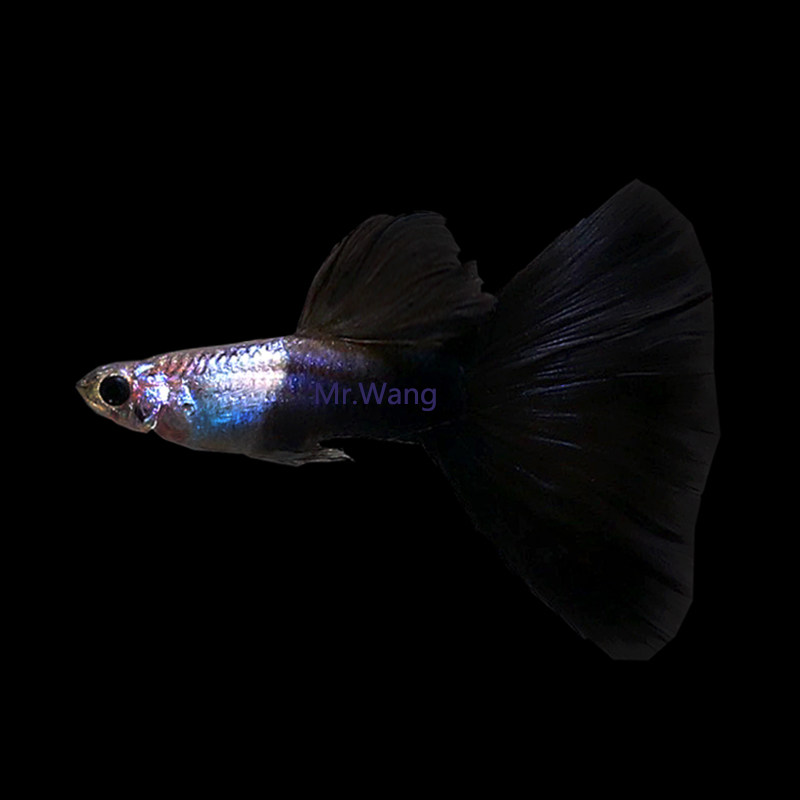 循鱼mrwang越南进口精品艾尔银蓝尾孔雀鱼热带鱼活体草缸淡水鱼