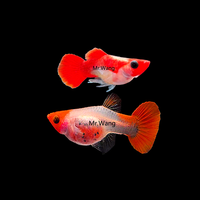 循鱼Mr.Wang红头玻璃黑眼孔雀鱼