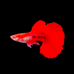 循鱼MrWang越南进口褶扇白子红扇白子球体孔雀鱼缎带精品观赏鱼