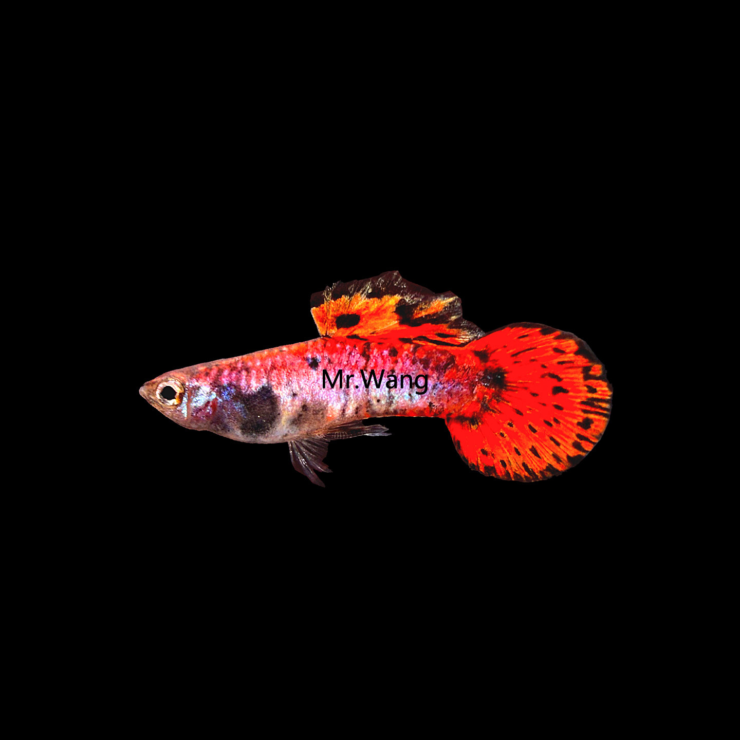 循鱼mrwang进口虎斑玛晶塔小圆尾精品孔雀鱼紫红色粉色凤尾鱼