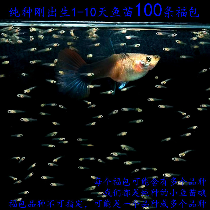 循鱼MrWang孔雀鱼淡水