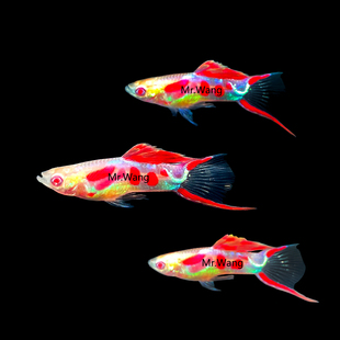 循鱼MrWang安德拉斯双剑白子孔雀鱼精品热带鱼精灵草缸纯种进口