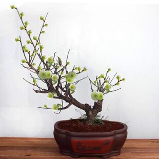 原生绿梅金钱绿萼浓香型梅花腊梅龙游梅北方植物耐寒耐旱绿植盆景