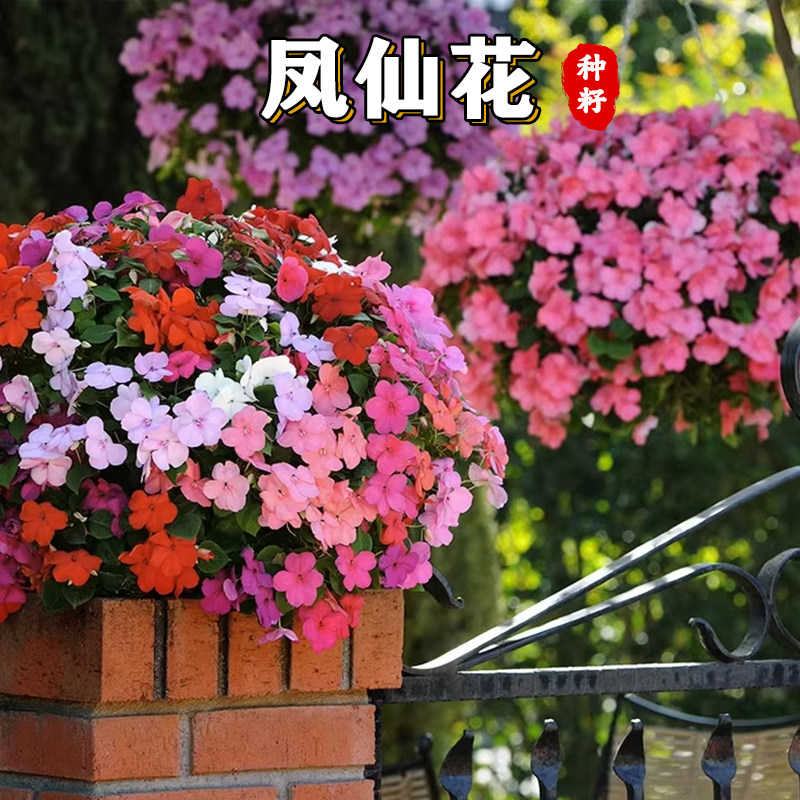 【绿博】凤仙花种子重瓣茶花阳台盆栽室内学生实验四季易种花草指